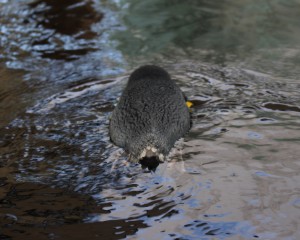 Penguin Paddle     